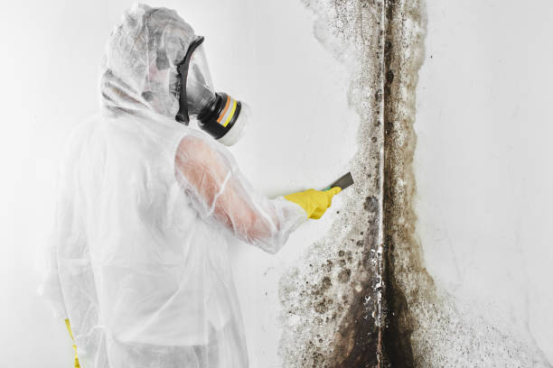 Best Mold Damage Repair  in Clermont, GA
