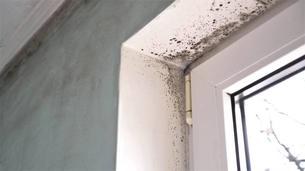 Best Commercial Mold Removal  in Clermont, GA