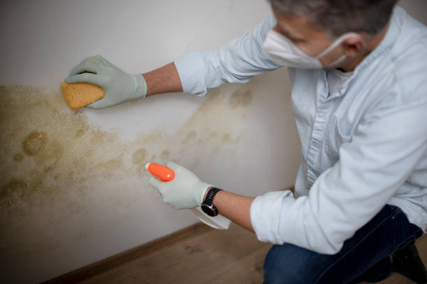 Best Local Mold Removal Service  in Clermont, GA