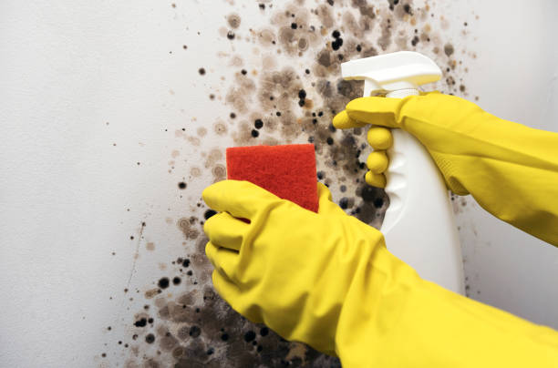 Best Mold Testing  in Clermont, GA