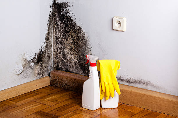 Best Fast Mold Removal  in Clermont, GA