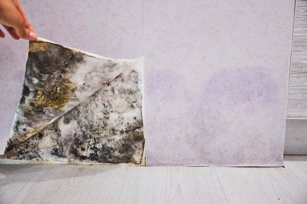 Best Crawl Space Mold Removal  in Clermont, GA